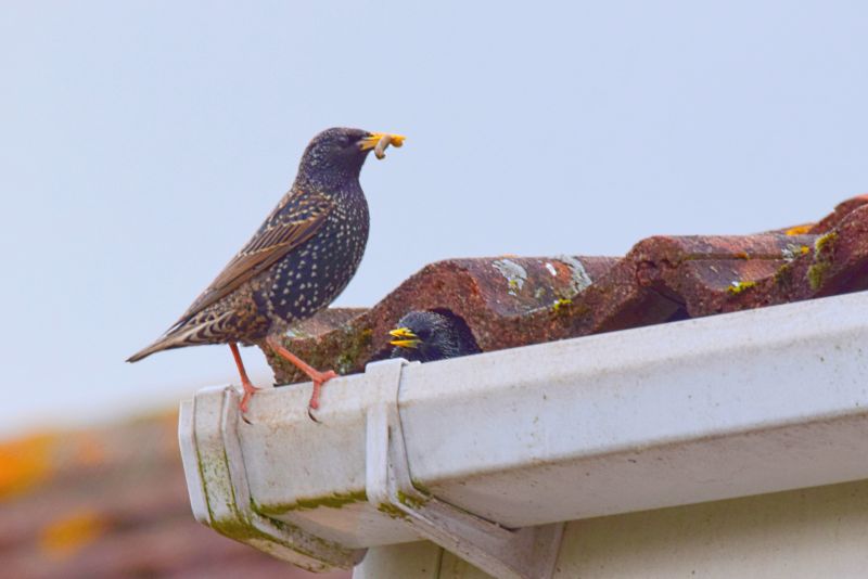 Chimney Birds Removal