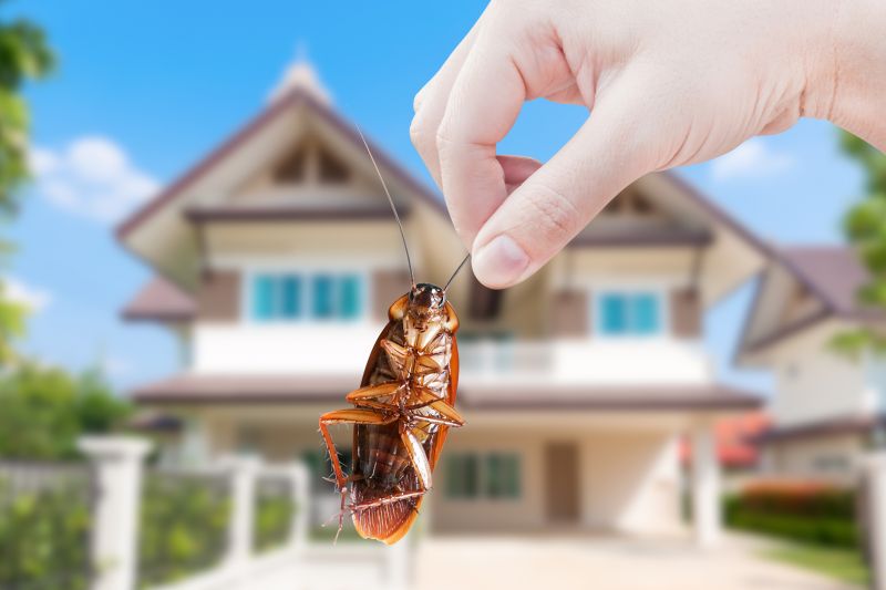 Cockroach Fumigation Service