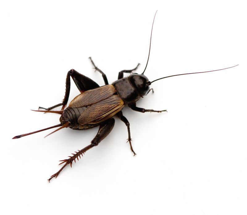 How Professional Cricket Pest Control Works
