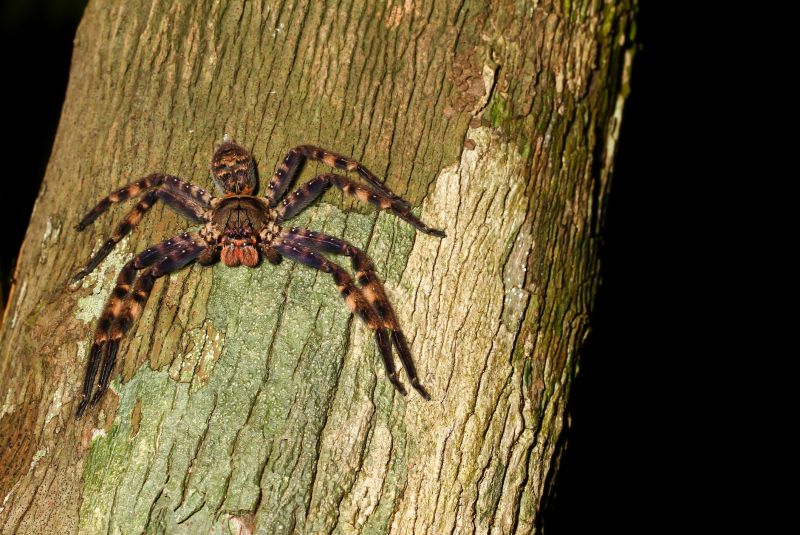 Huntsman Spider Removal