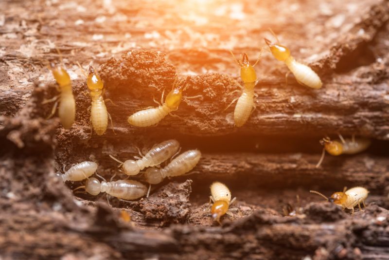 Termite Threats
