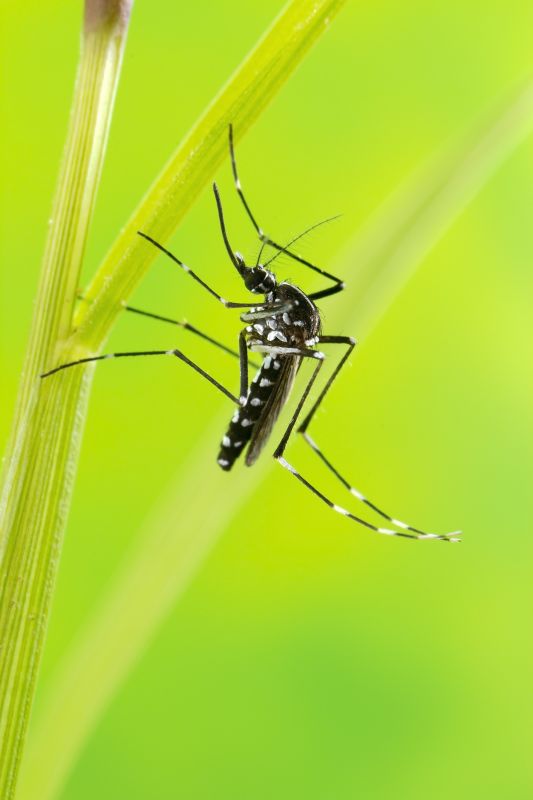 Signs Your Property Needs Professional Mosquito Or Fly Treatment