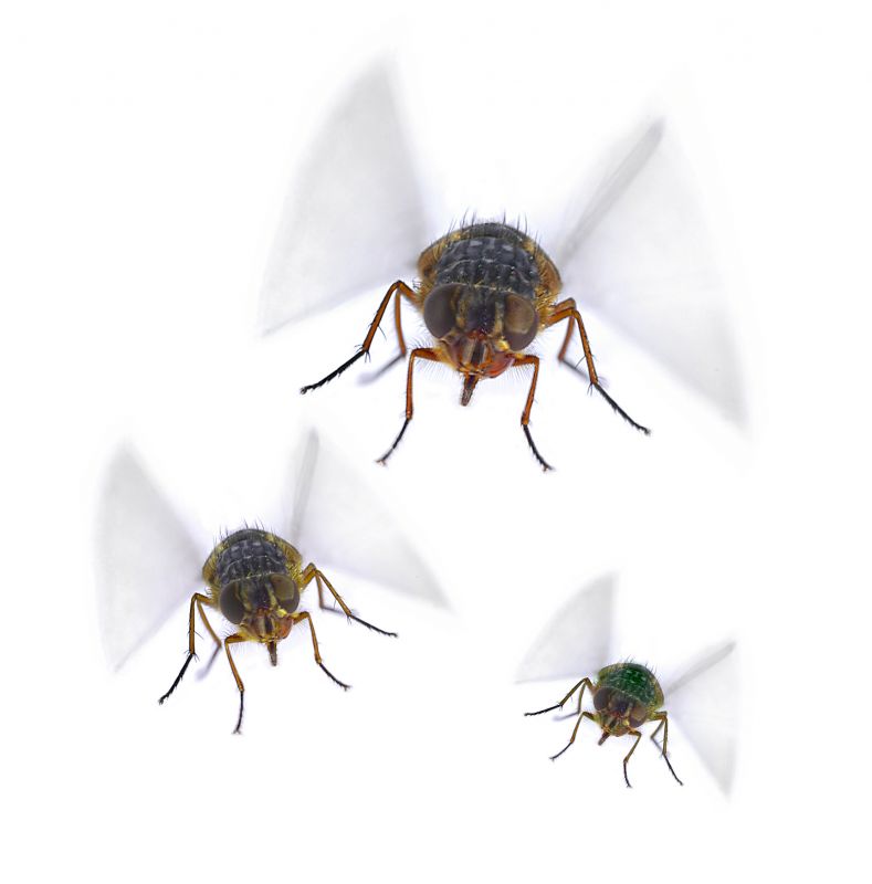 Spring Mosquito And Fly Control Solutions For Commercial Properties