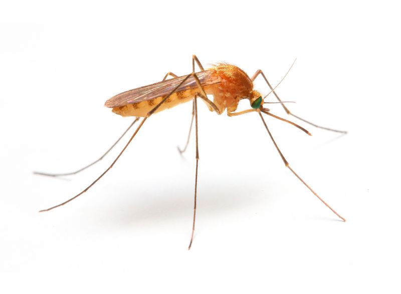 Spring Mosquito And Fly Control Solutions For Commercial Properties