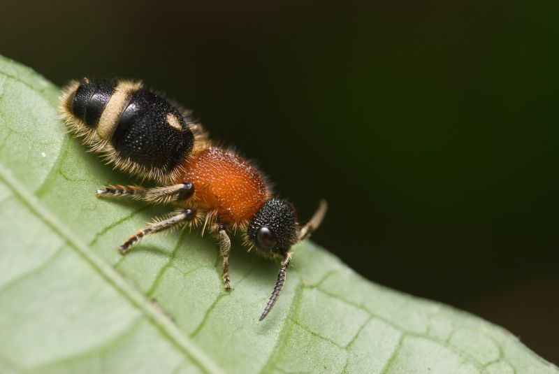 Velvet Ant Extermination