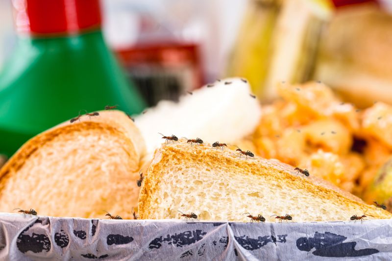 Why Ant Infestations Keep Returning Without Professional Treatment