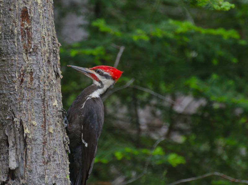 Woodpecker Control Service